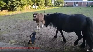 Baby Horse and Dog Playing, Fighting and Learning - Showing Dominance & Warnings - Herd Behavior
