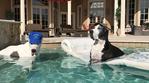 Florida Gator Football Fan Great Danes Chill Out in the Pool