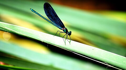 Top 10 Most Beautiful Dragonfly Species