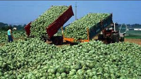 Amazing Agriculture Technology - Artichoke Cultivation - Artichokes Harvest & Processing in Factory