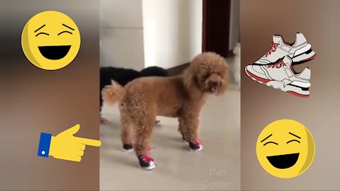 cute dog wearing sneakers