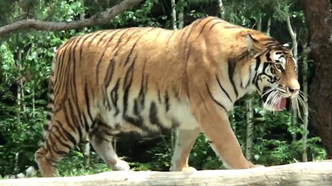 Baby tigers & Mom