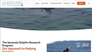 Sarasota Dolphin Research Program monitors environmental impacts of Piney Point