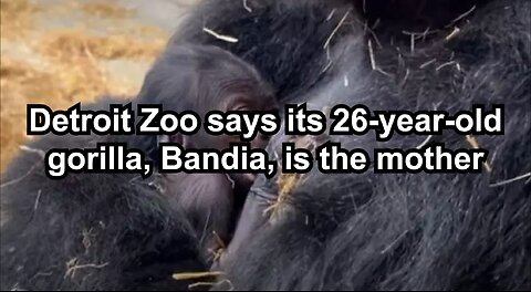 Detroit Zoo says its 26-year-old gorilla, Bandia, is the mother