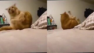 Cat never lets go of his itch even if it means rolling out of the bed