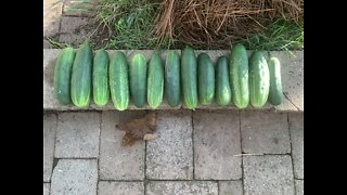 Cucumber harvest