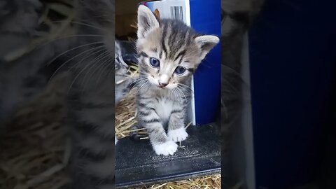 One Kitten Patting Another Kittens Learn they Don't need Humans for Pats