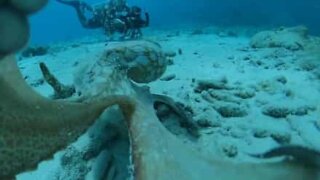 Camera shy octopus attacks filmmaker