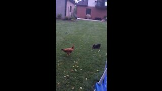 Dog playing with chicken