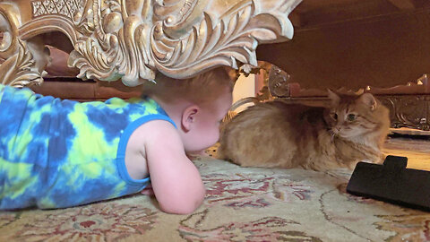 Funny cat plays hide & seek with toddler & grandpa