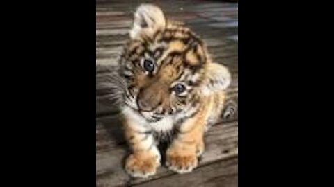 Cute Baby Tiger Cubs Playing - CUTEST Compilation