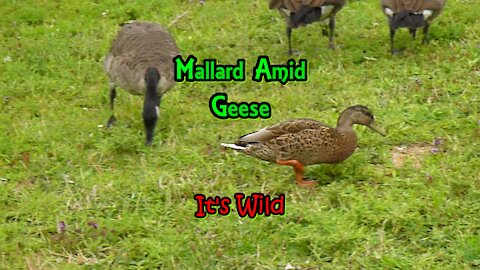 Mallard Amid Geese