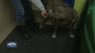 Blind dog searching for fur-ever home