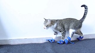 Wearing Shoes Is not Easy for the Little Cat