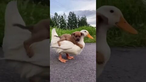 You got a Friend in me - Funny dog and duck Tiktok #shorts