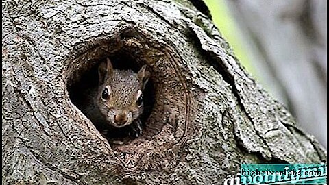 Gray squirrel head squirrel