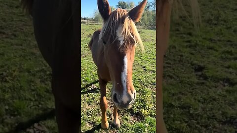 Mustang Horse Coming When Called