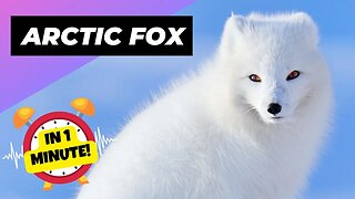 Arctic Fox - In 1 Minute! 🦊 The Arctic's Cutest Predator | 1 Minute Animals