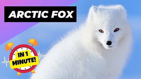 Arctic Fox - In 1 Minute! 🦊 The Arctic's Cutest Predator | 1 Minute Animals