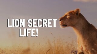 A Rare Look at the Secret Life of African Lion!