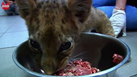 Lion Cub Rescued From Balcony