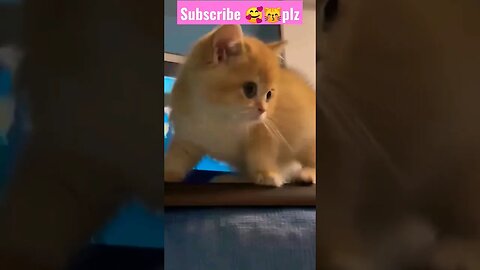 So Cute Cat baby! in home ||🥰😽 || p-53 #shortsfeed #cat #youtubepets #catvideos