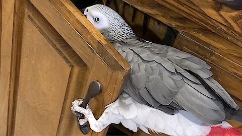 Sneaky parrot is determined to snoop in the kitchen cabinet