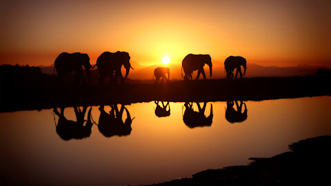 The African Nature and Wildlife