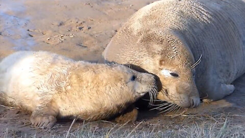 Grey Seal Pup and Mum