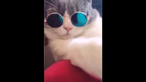 funny cats - Try not to laugh or you're gonna laugh so hard