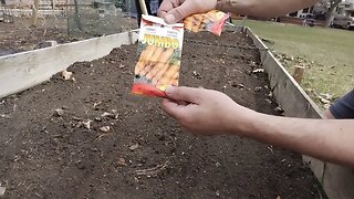 planting carrots 2022 tips and tricks