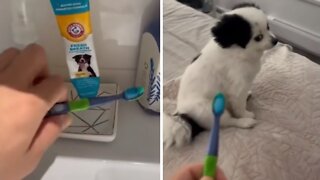 Little puppy does not want his teeth brushed