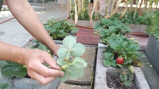 How I propagate my strawberries in water