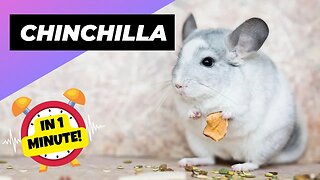 Chinchilla - In 1 Minute! 🐰 One Alternative Animal To Have As A Pet | 1 Minute Animals