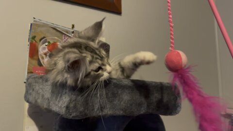 Welcome to the family!!!! 13 week Maine Coon Pt1