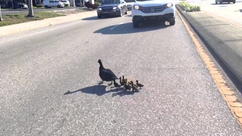 Cute ducklings cross road.