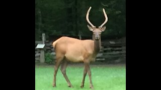 Crazy Baby Elk