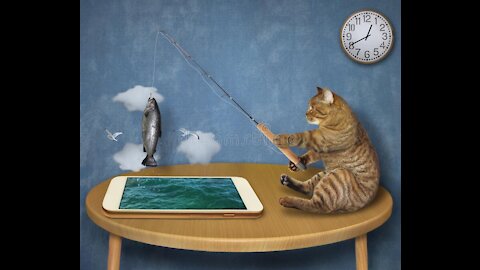 Funny cat caught, the funniest fishing you'll see today.