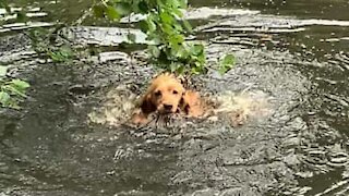 Ce chien rapporte une branche d'arbre par erreur