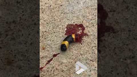 Decapitated Coral Snake Head Still Moving || Viral Video UK