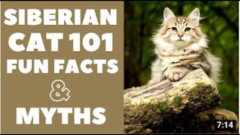 Siberian Cats 101 : Fun Facts & Myths