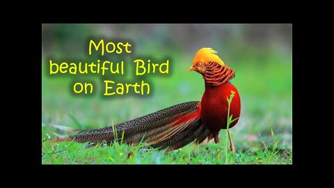 Beautiful Golden Pheasants and Wading Birds