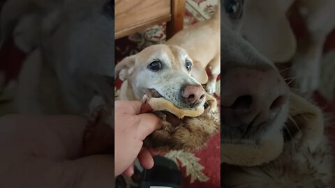 Old timer won't give up his favorite toy.