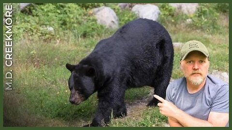 Black Bears Matter! Huge Intruder at The Homestead...
