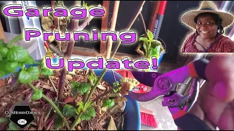 Winter Garage Pruning Update