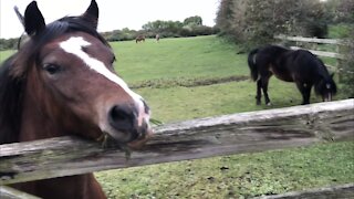 How we met English mountain horses-ponies, and we fed them from our hands 😀👍