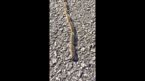 Incredibly long caterpillar convoy caught on camera