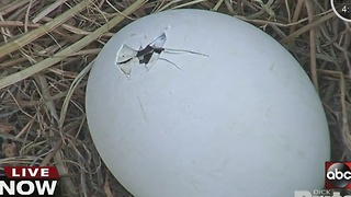 1 of 2 bald eaglets could hatch anytime now