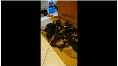Man must choose 1 of 12 dachshund puppies for his wife