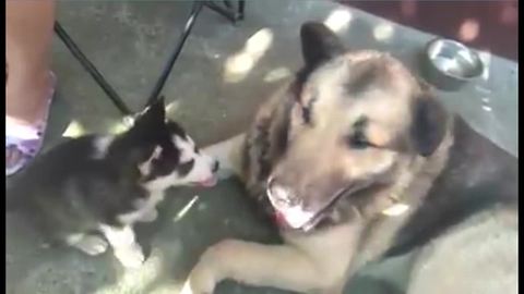 Old dog bonds with new husky puppy